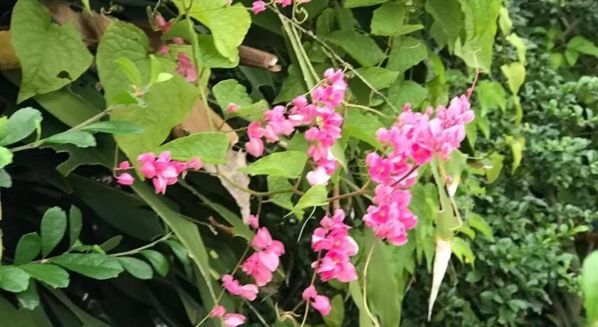 Lai Ming Hotel Cosmoland