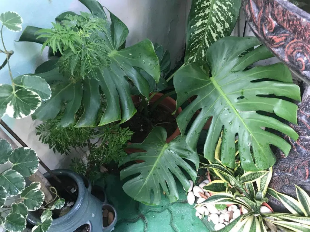 Lai Ming Hotel Cosmoland