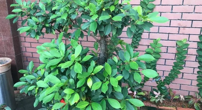 Lai Ming Hotel Cosmoland