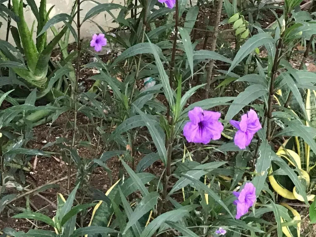 Lai Ming Hotel Cosmoland