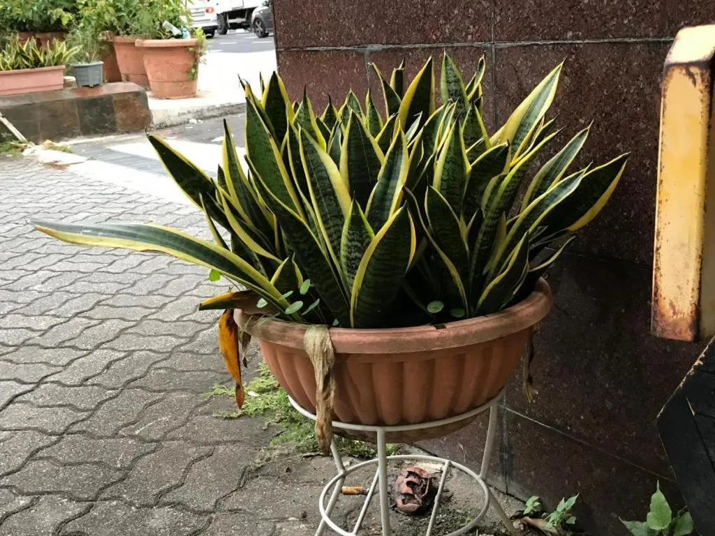 Lai Ming Hotel Cosmoland