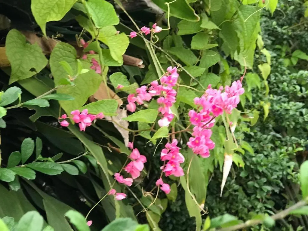 Lai Ming Hotel Cosmoland