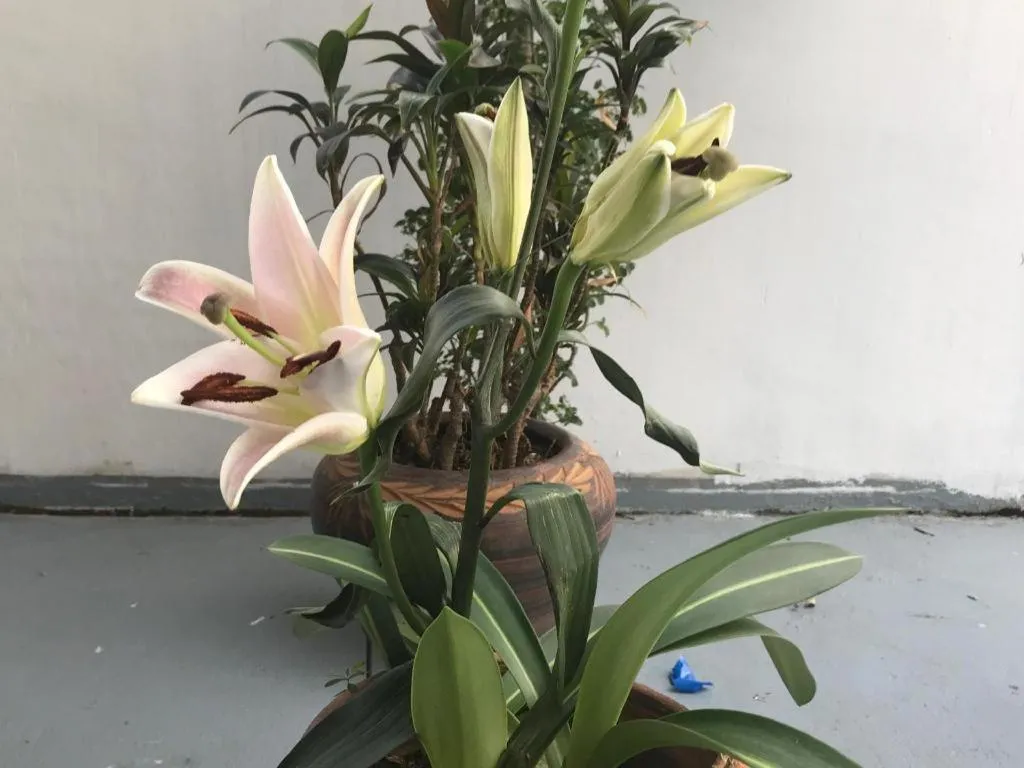 Lai Ming Hotel Cosmoland