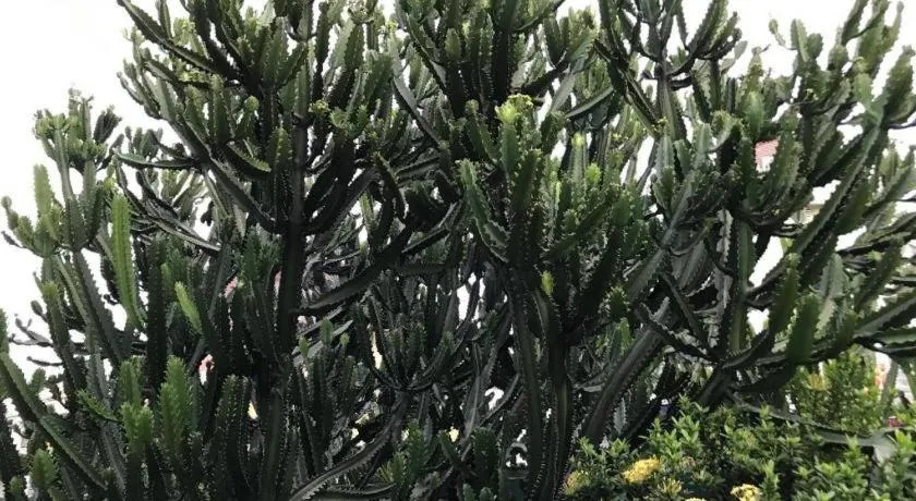 Lai Ming Hotel Cosmoland