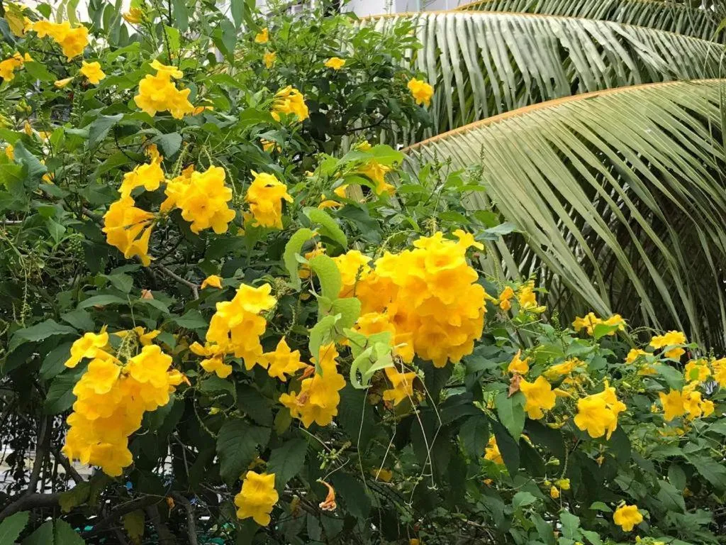 Lai Ming Hotel Cosmoland