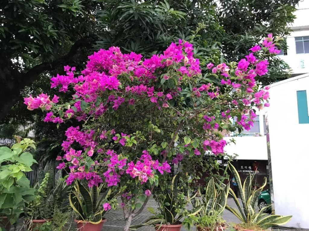 Lai Ming Hotel Cosmoland