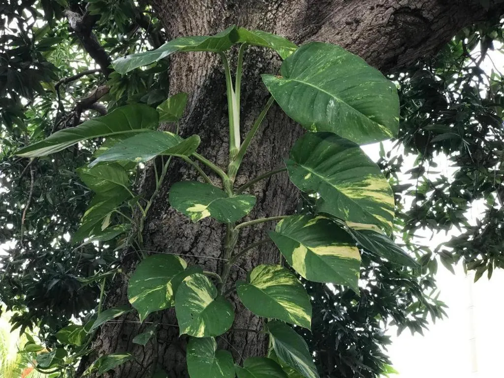 Lai Ming Hotel Cosmoland