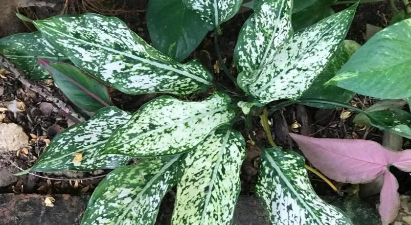 Lai Ming Hotel Cosmoland