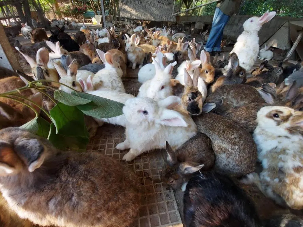 Tanaosri & Creekside Resort