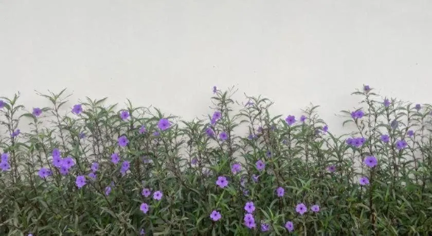 Tipparika Riverview Hotel - Adult only