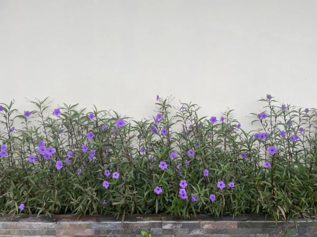 Tipparika Riverview Hotel - Adult only