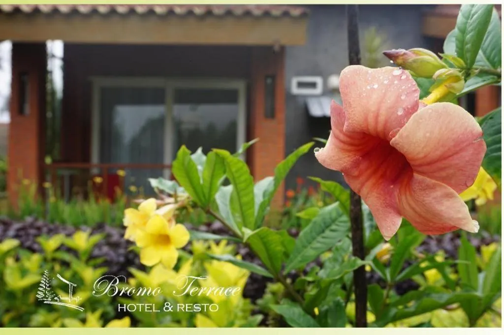 Bromo Terrace Hotel