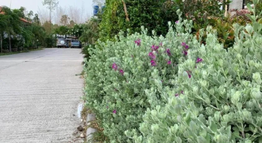 Nangrong garden home