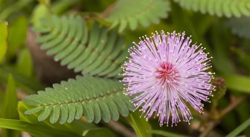 Java Lotus Hotel Jember