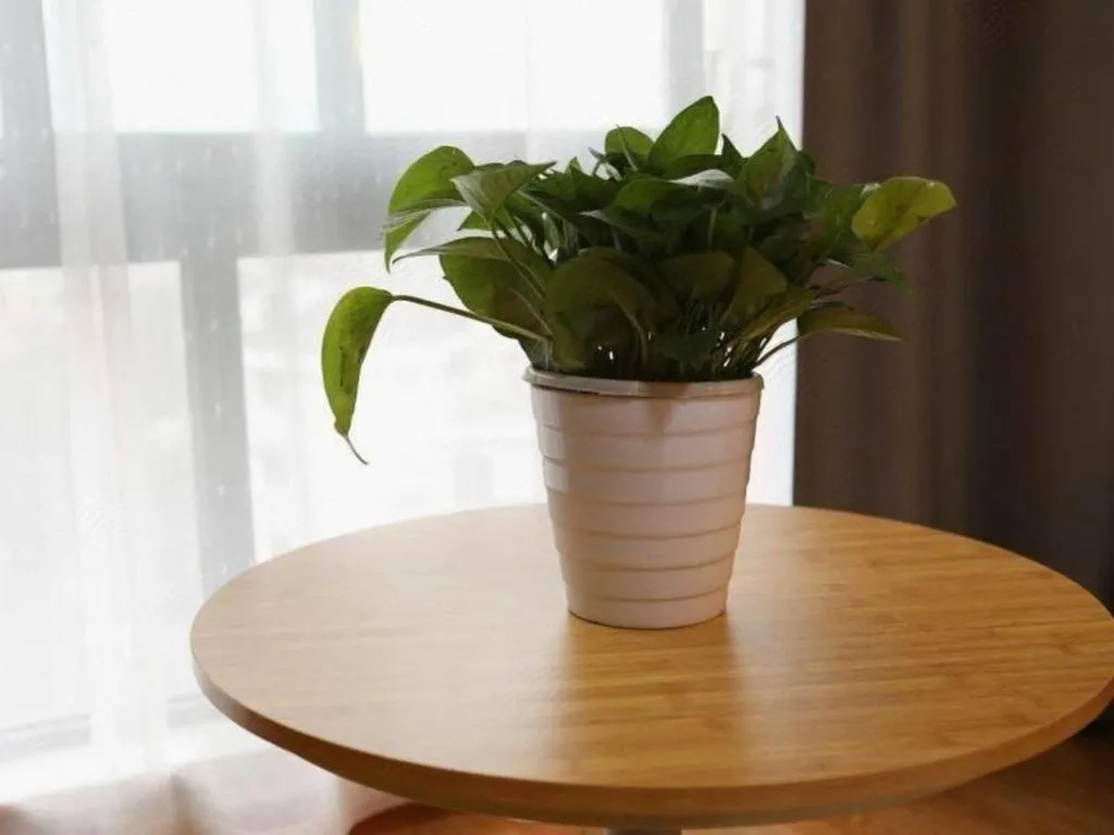 Vatica Hangzhou Linan Qianwang Street Hotel