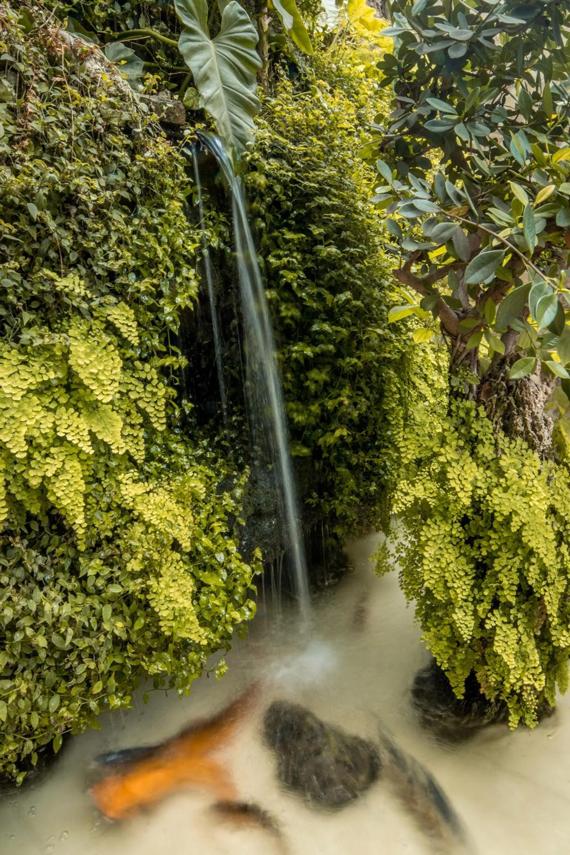 Garden in Hotel Lexus