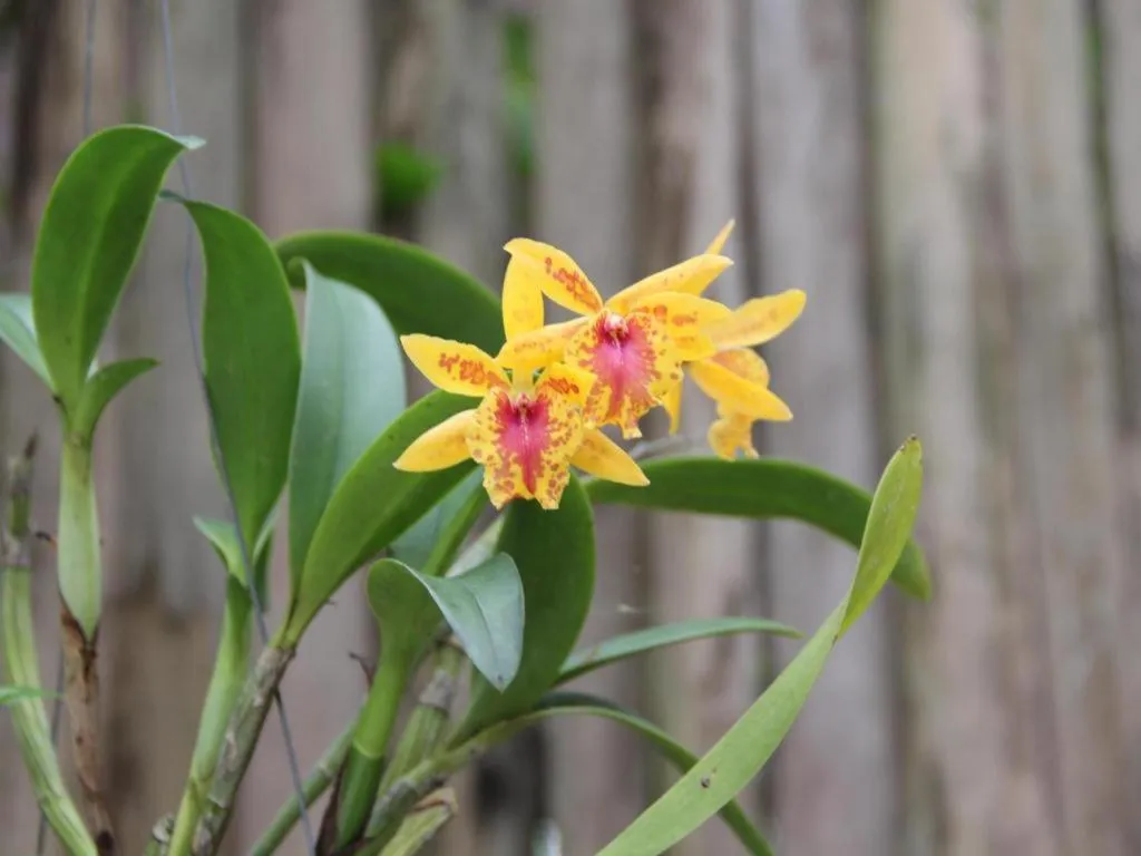 Banmaihom Resort Amphawa