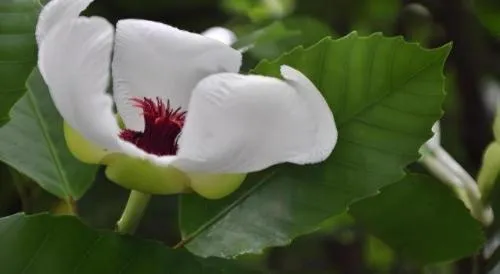 Banmaihom Resort Amphawa