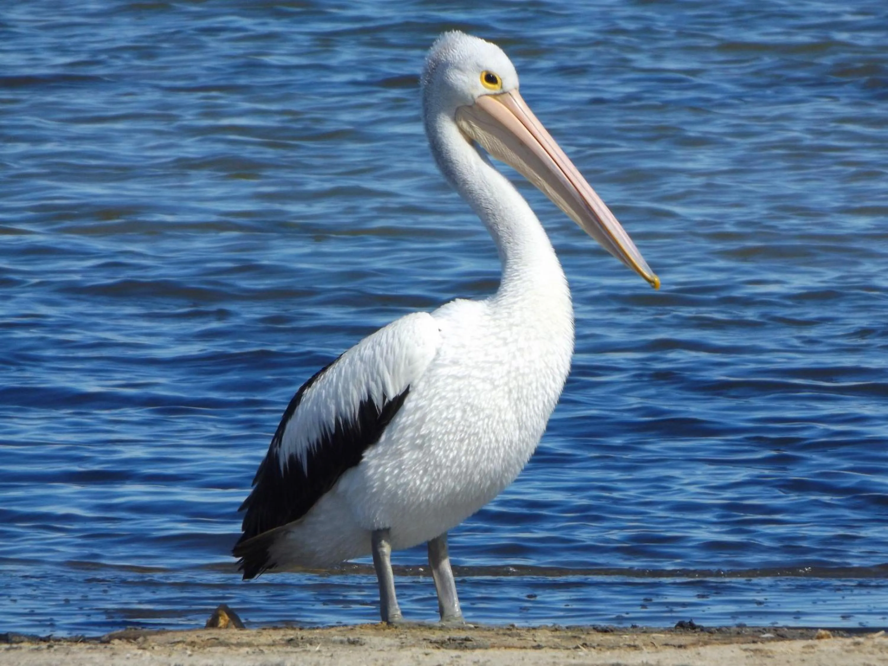 Beach in Coorong Waterfront Retreat