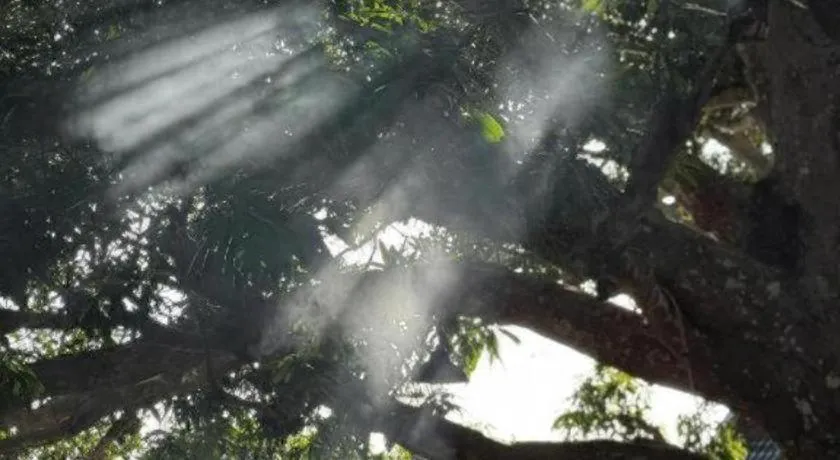 Mango House - Seaview - Homestay.