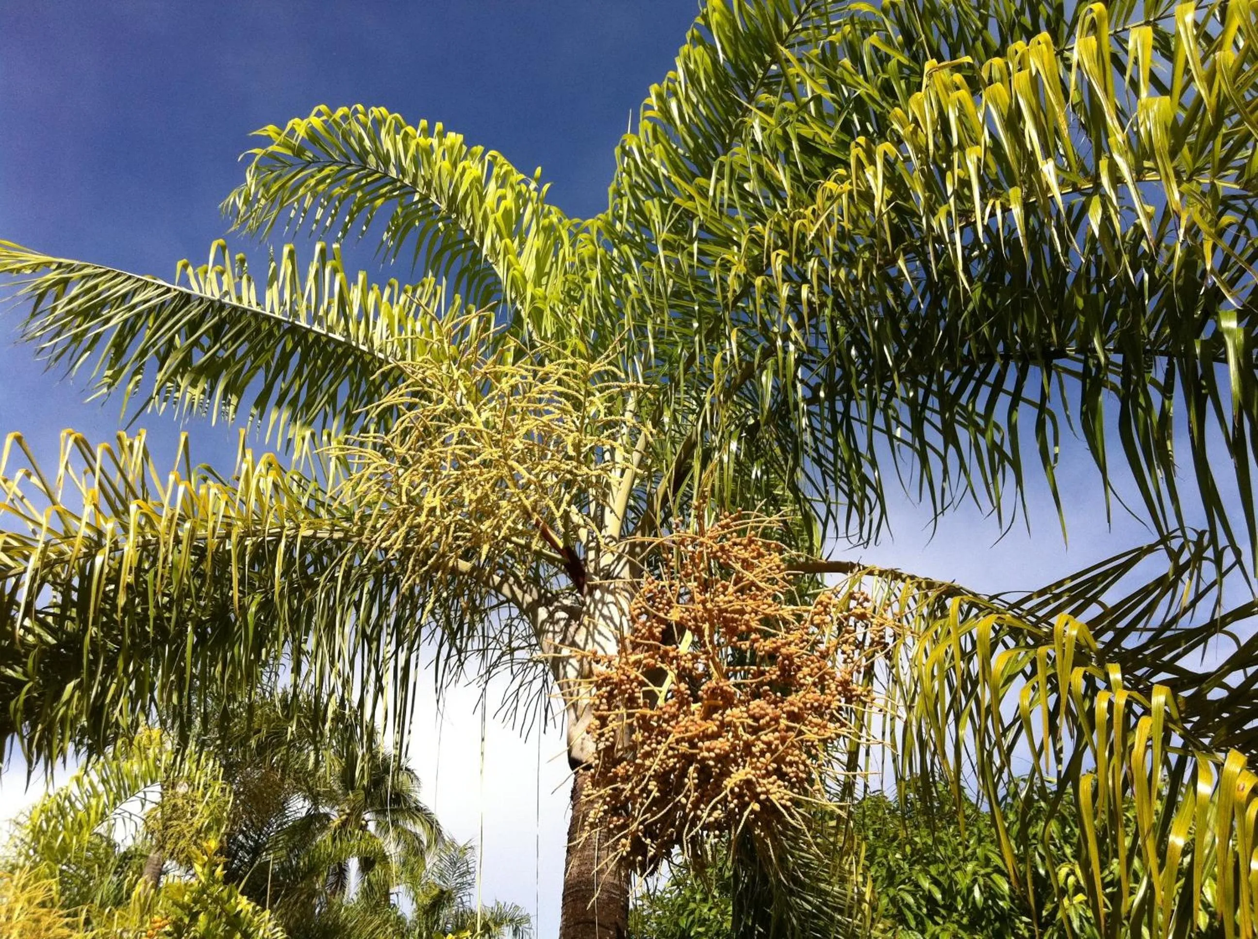 Day in Fare Suisse Tahiti - Guesthouse