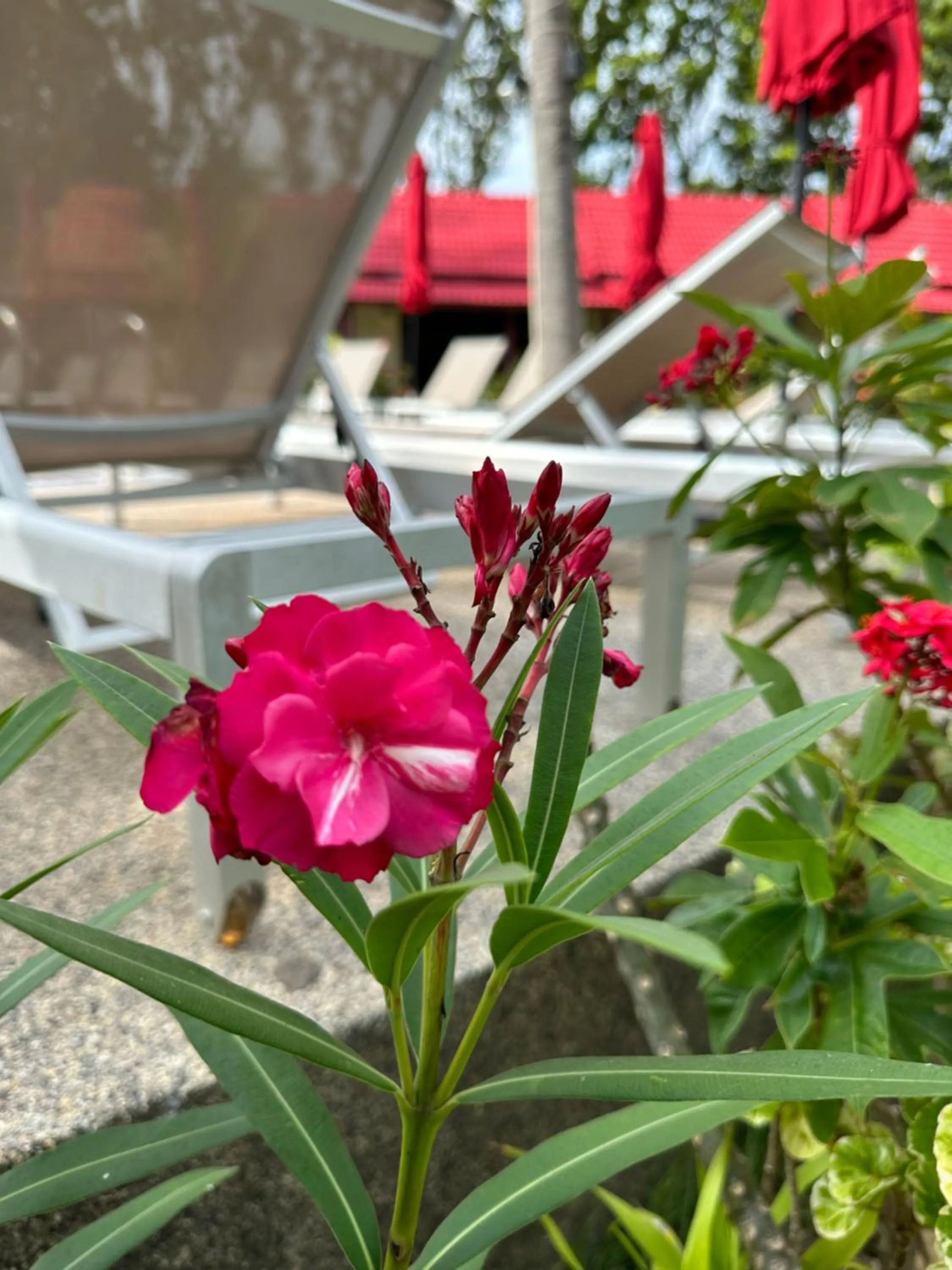 Pool view in Noble House Beach Resort