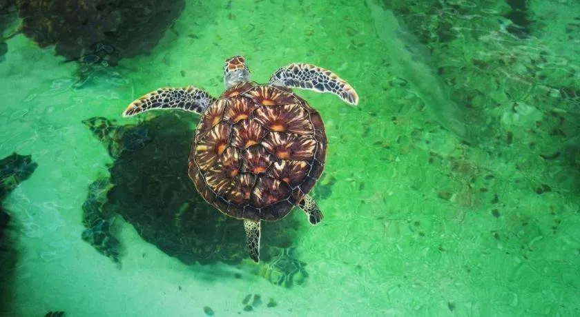 Paragon Villa Hotel Nha Trang