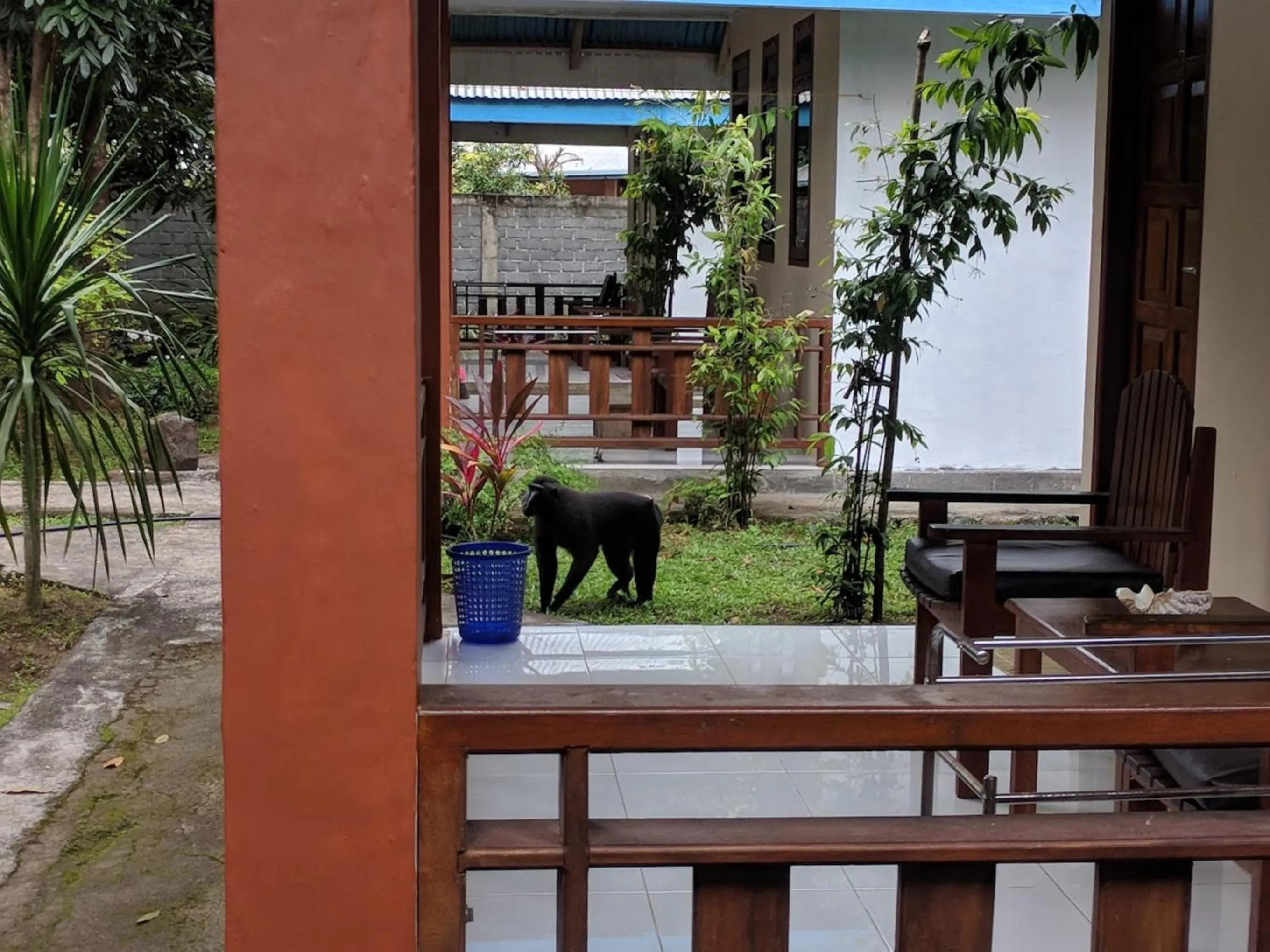 Patio in Tangkoko Macaca