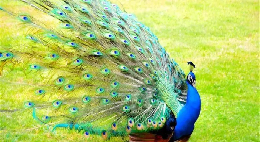 Dongguan MCB Lake Hotel