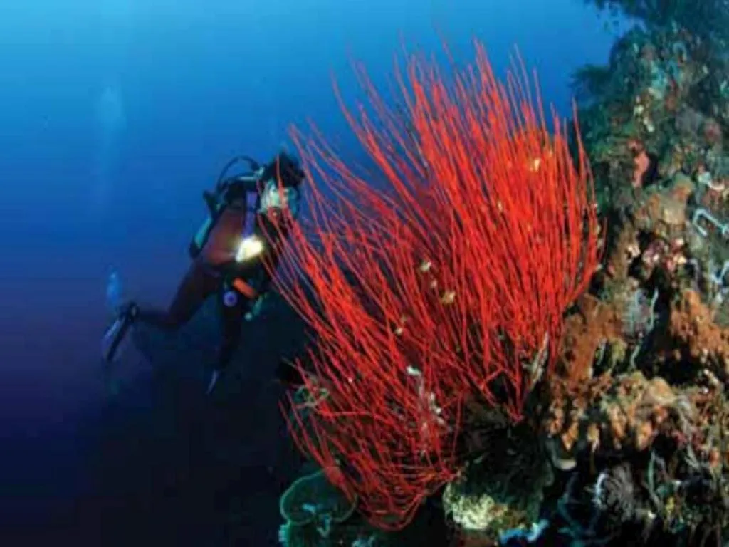 Tulamben Wreck Divers Resort & Restaurant