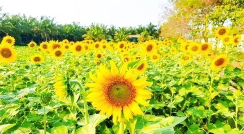 Thaiasia Goldensea Resort