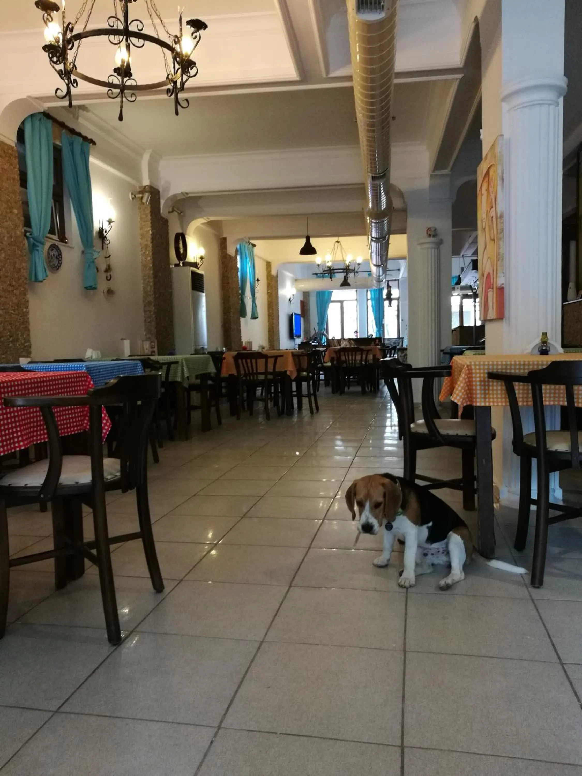 Pets in Setenay otel