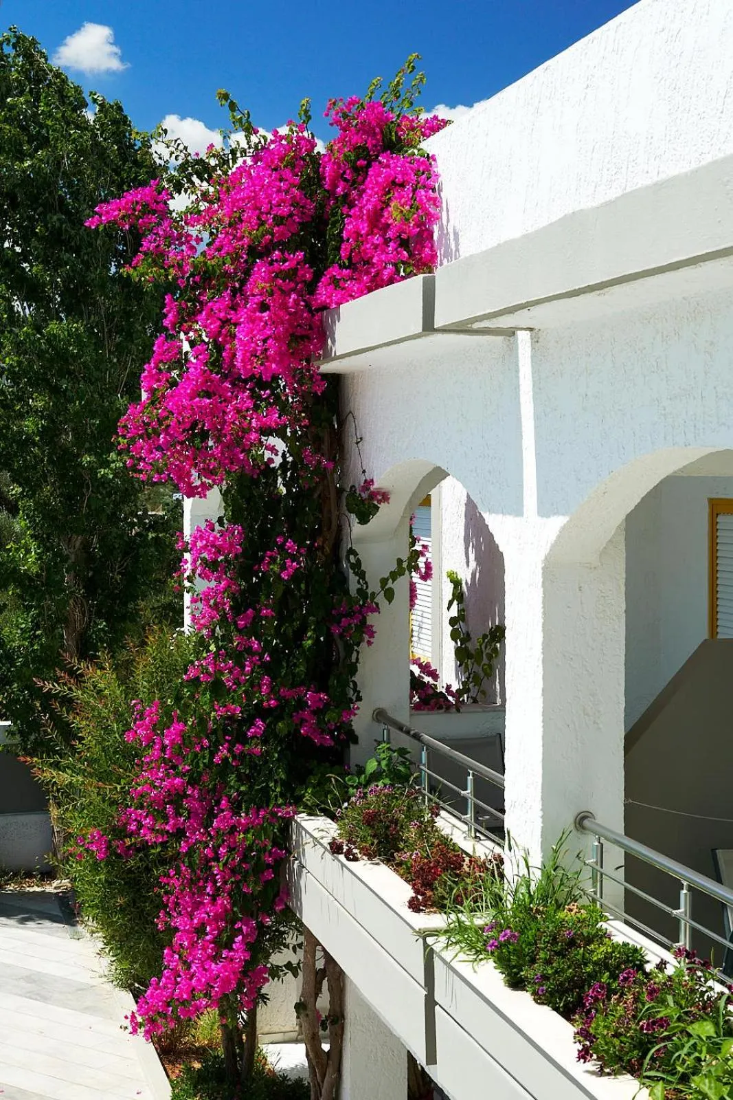 Garden in Apollon Hotel Apartments