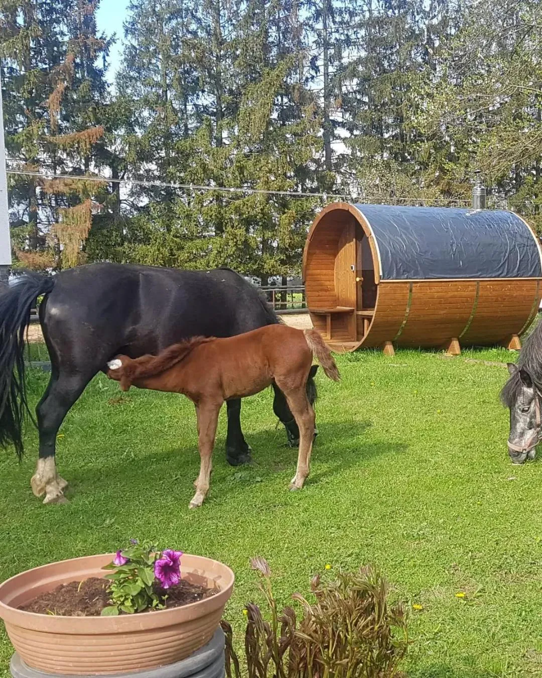 Sauna in Kurnik Polski agroturystyka