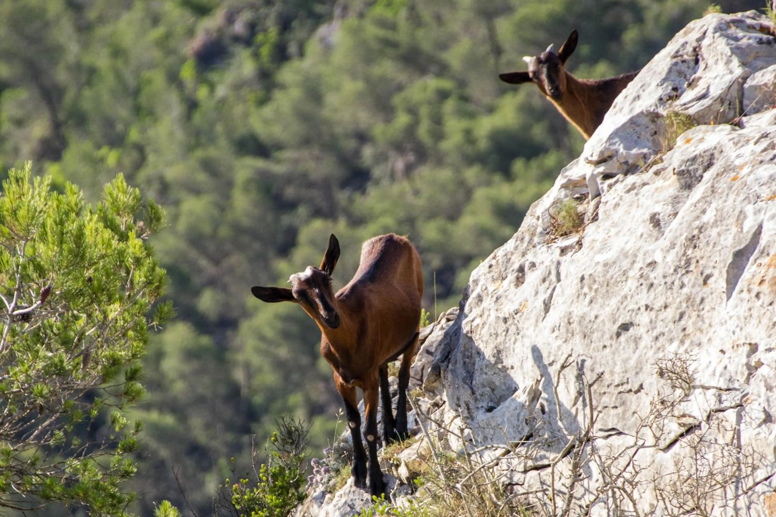 Natural landscape in Petit Hotel Hostatgeria Sant Salvador