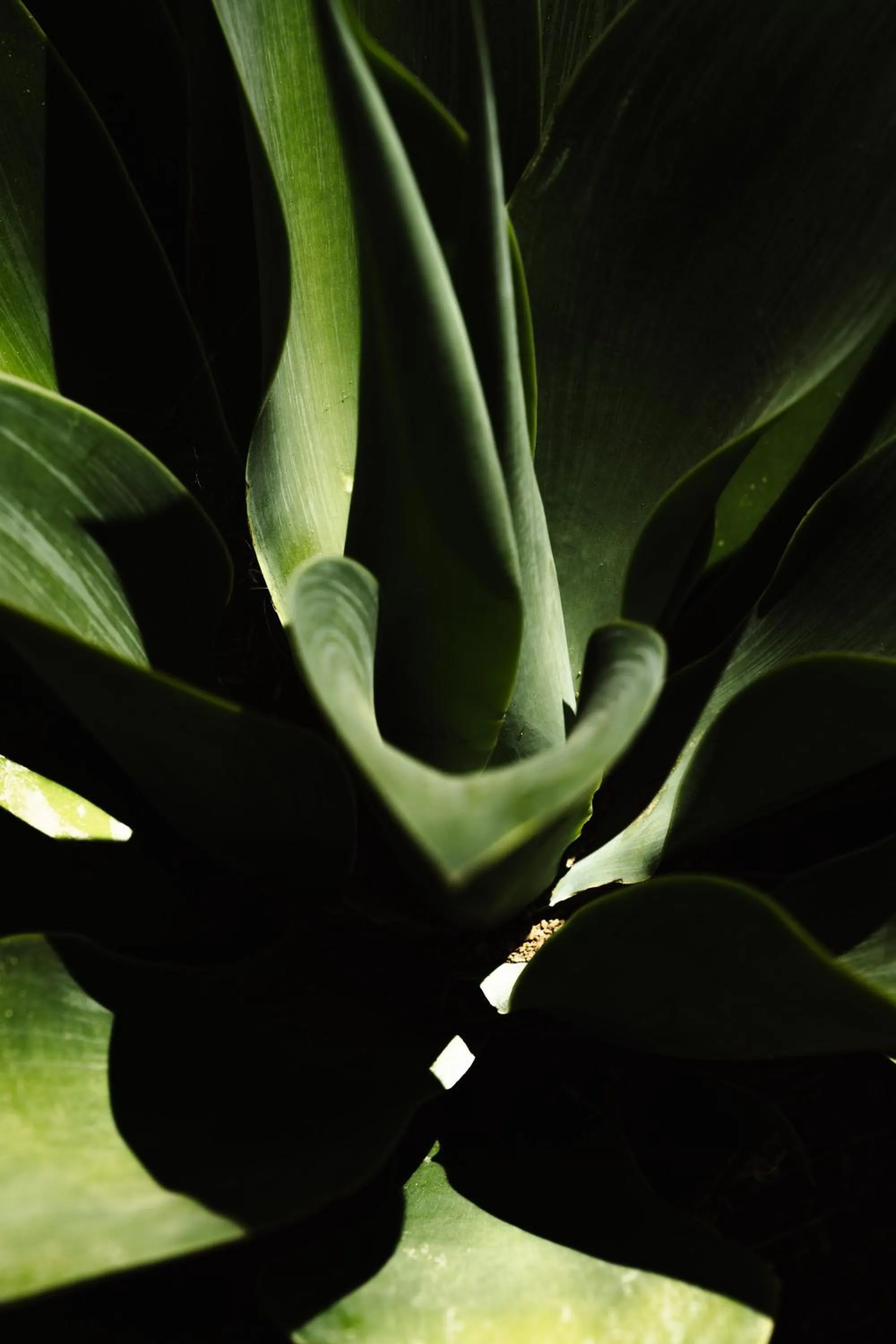 People in Thalelion 3 bedroom Villas with private pool and Jacuzzi