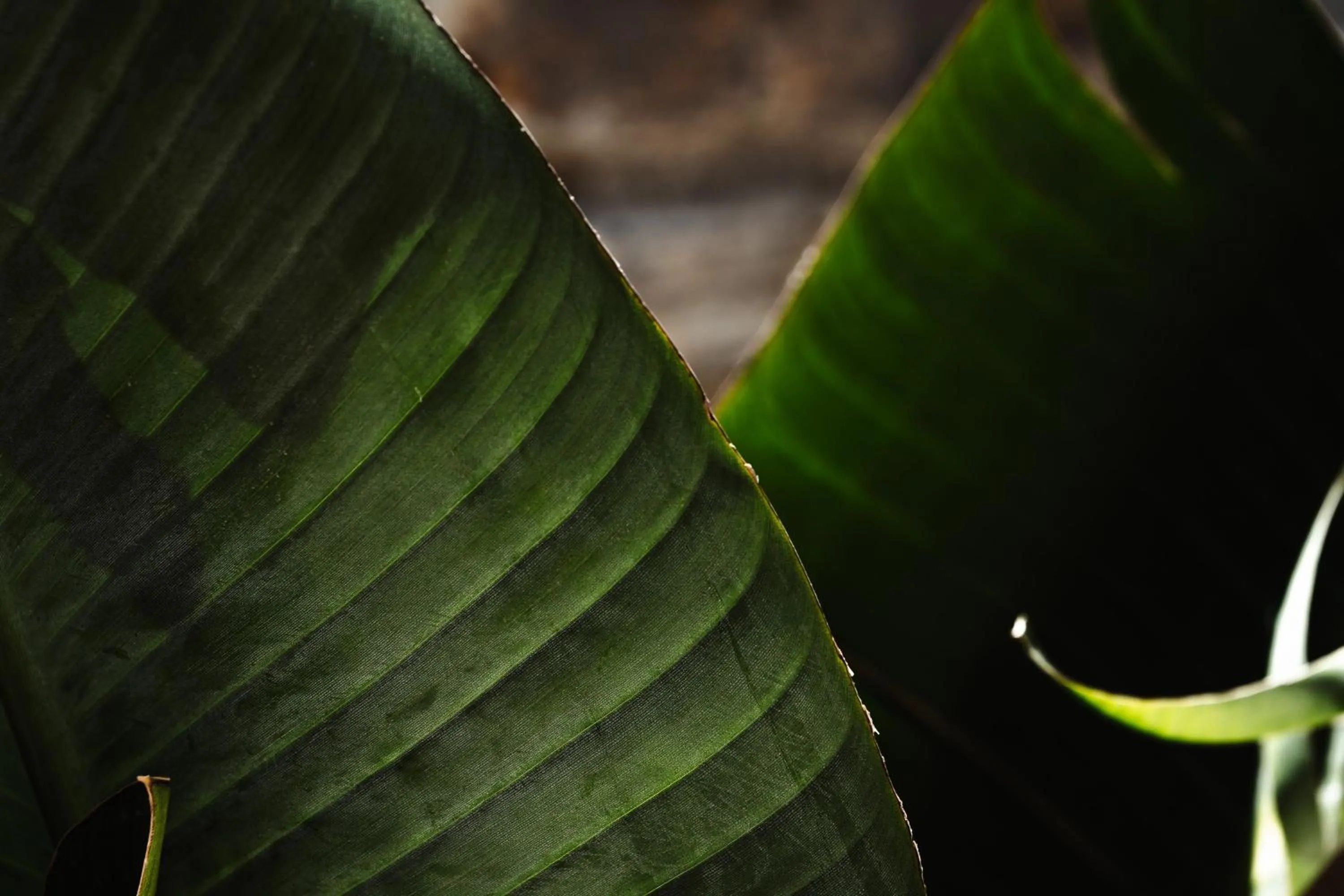 Day in Thalelion 3 bedroom Villas with private pool and Jacuzzi