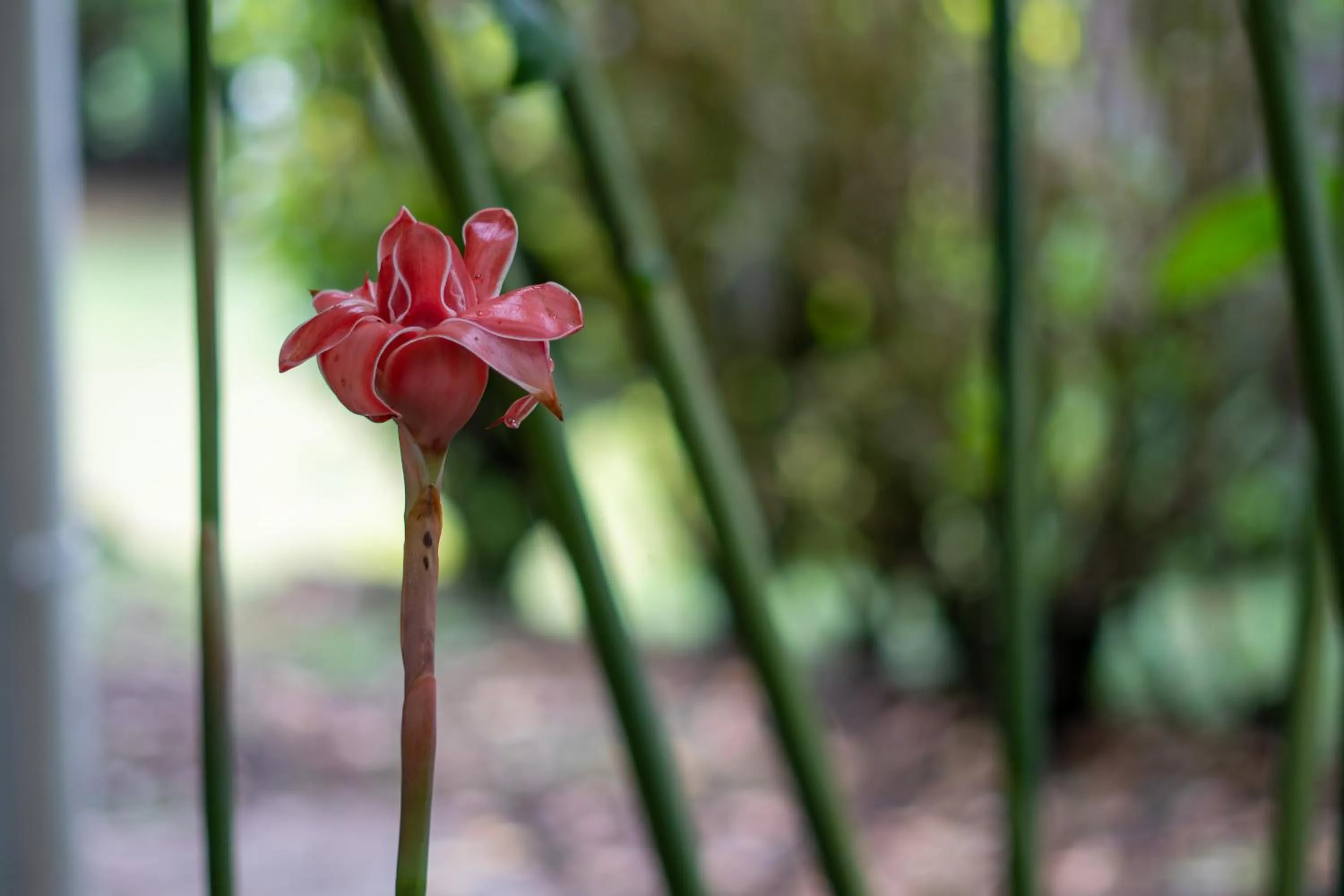Garden in Cabañas Green House