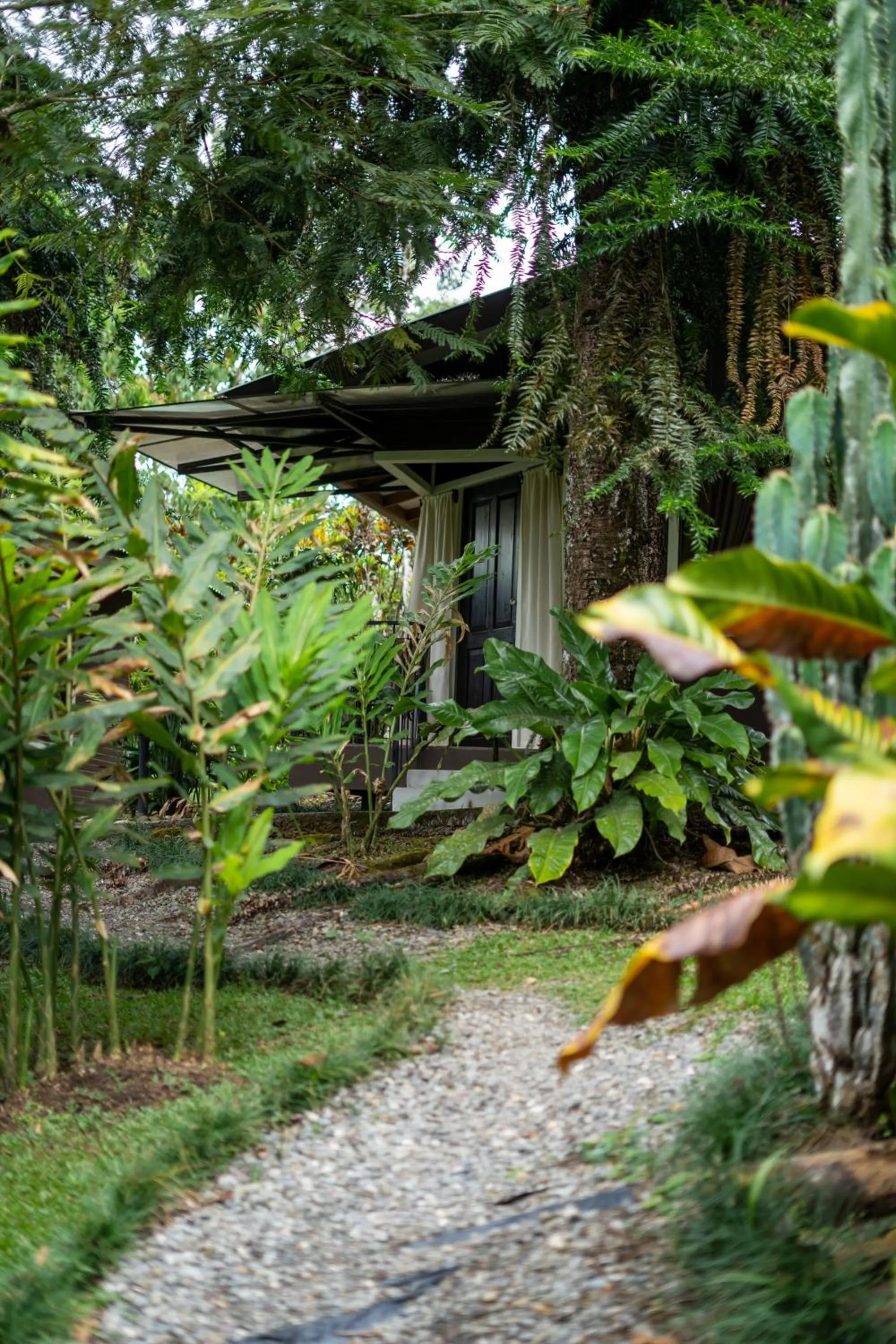 Garden in Cabañas Green House