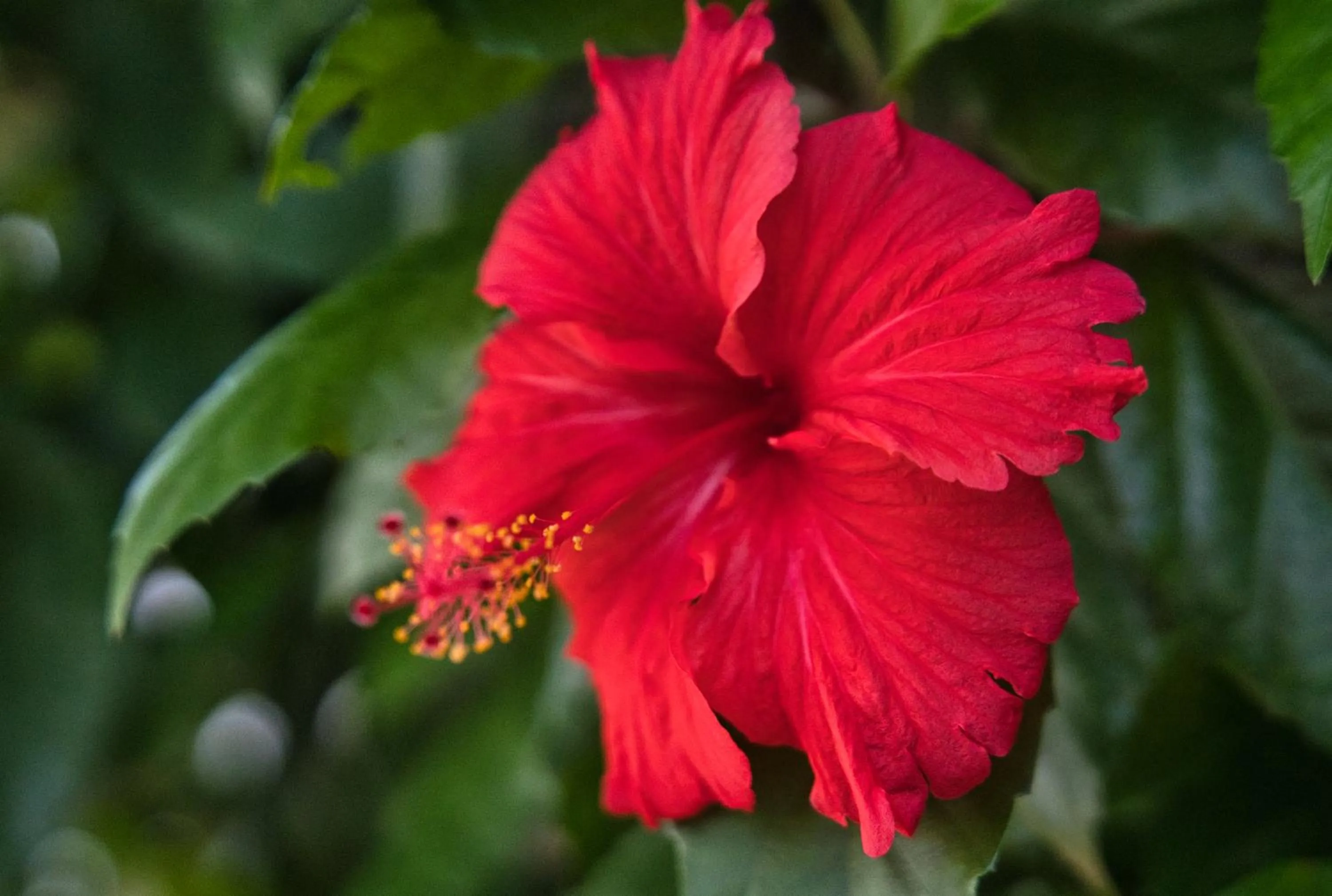 Garden in AVO Boutique Hotel