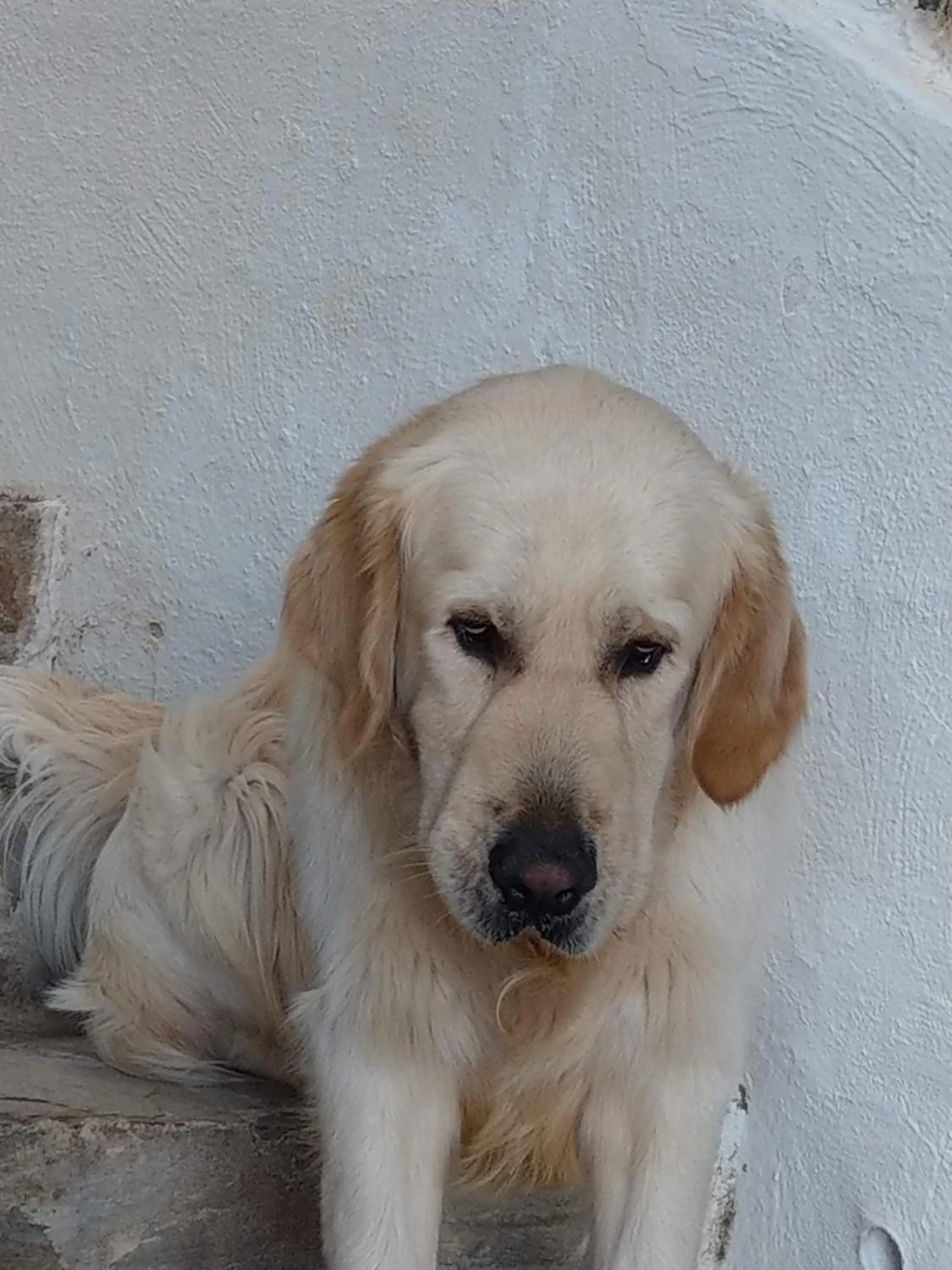 Pets in Hotel El Balcon de las nieves