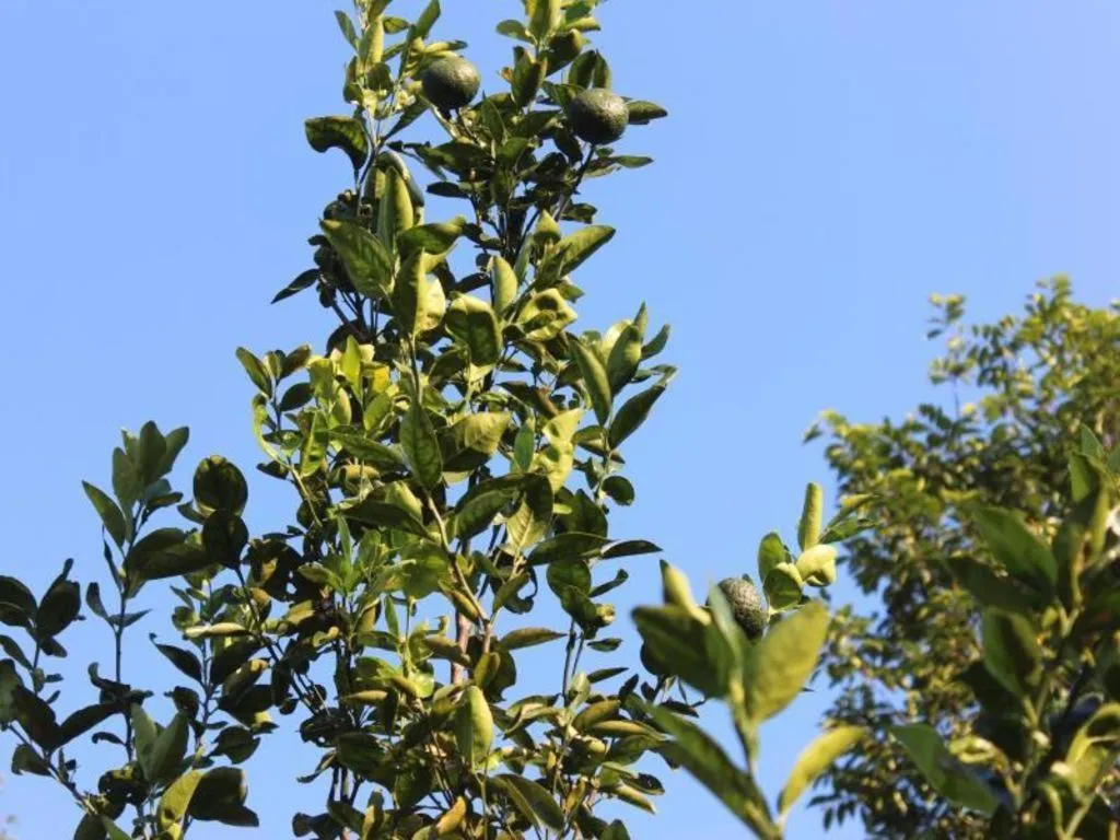 Pepper Farm Phu Quoc Bungalow