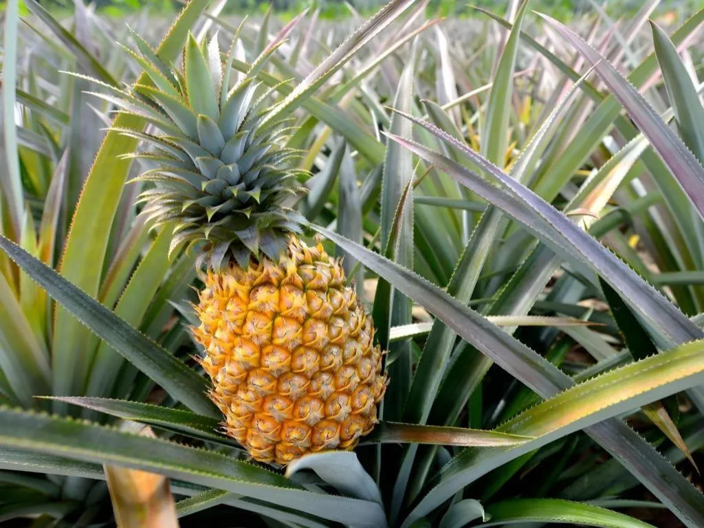 Pepper Farm Phu Quoc Bungalow