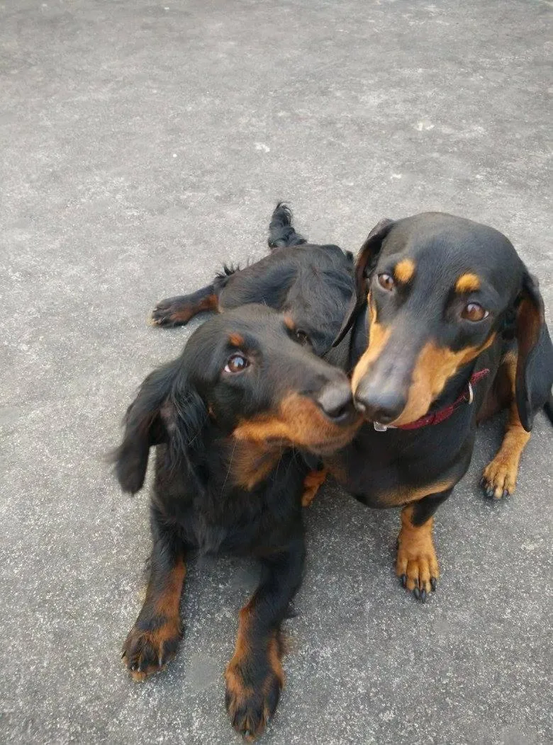 Pets in Club De Novo Hotel