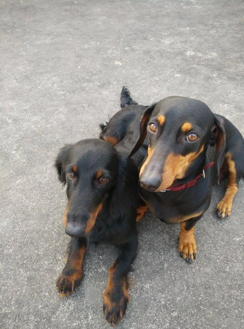 Pets in Club De Novo Hotel