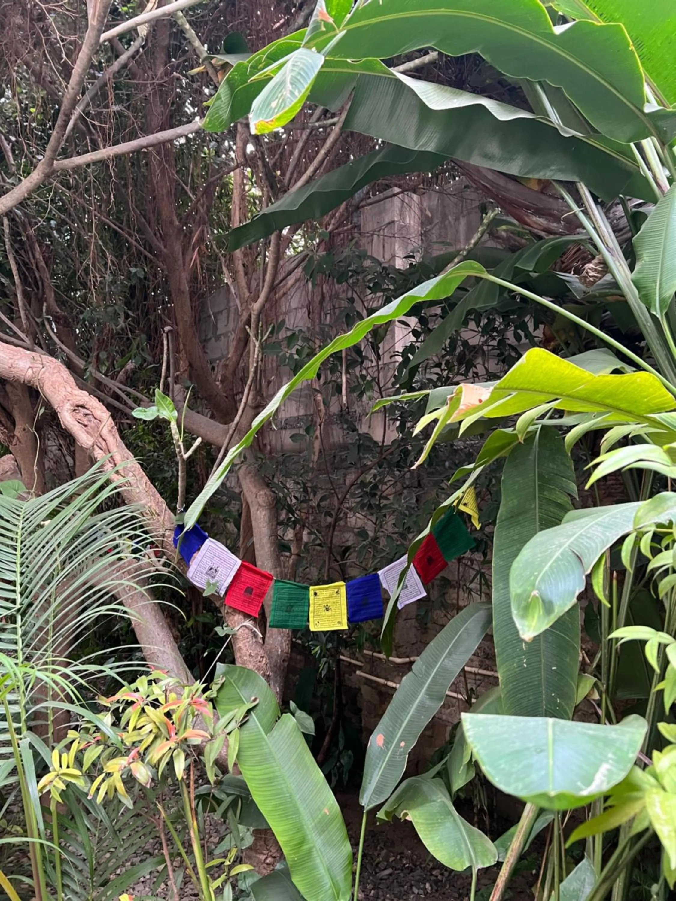 Garden in Club De Novo Hotel