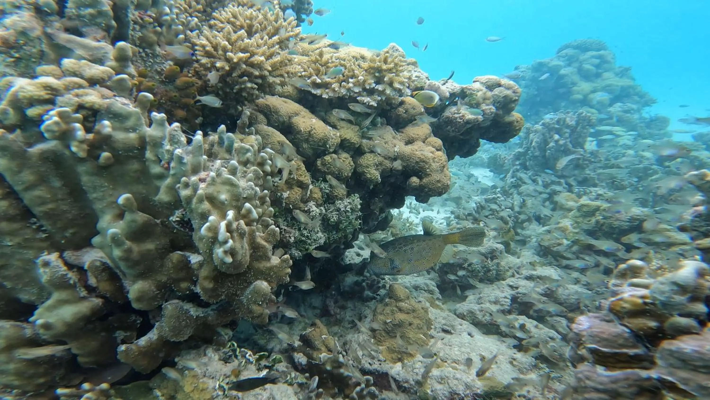 Snorkeling in The Spring Holiday