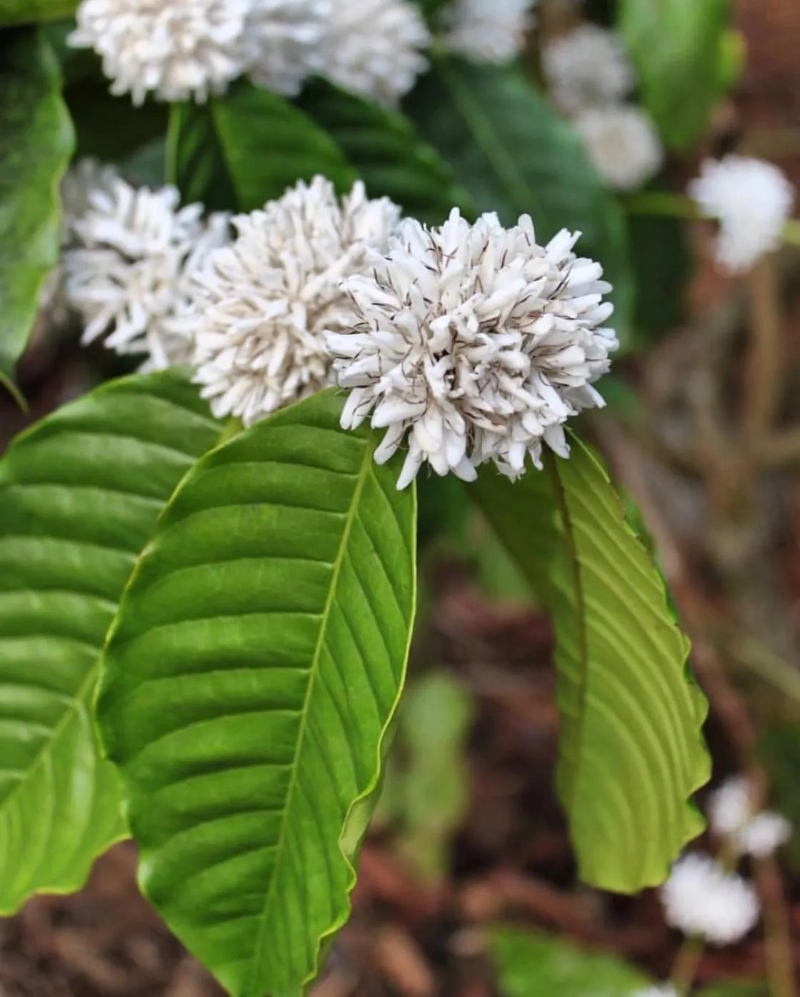 Garden in Pepper Trail
