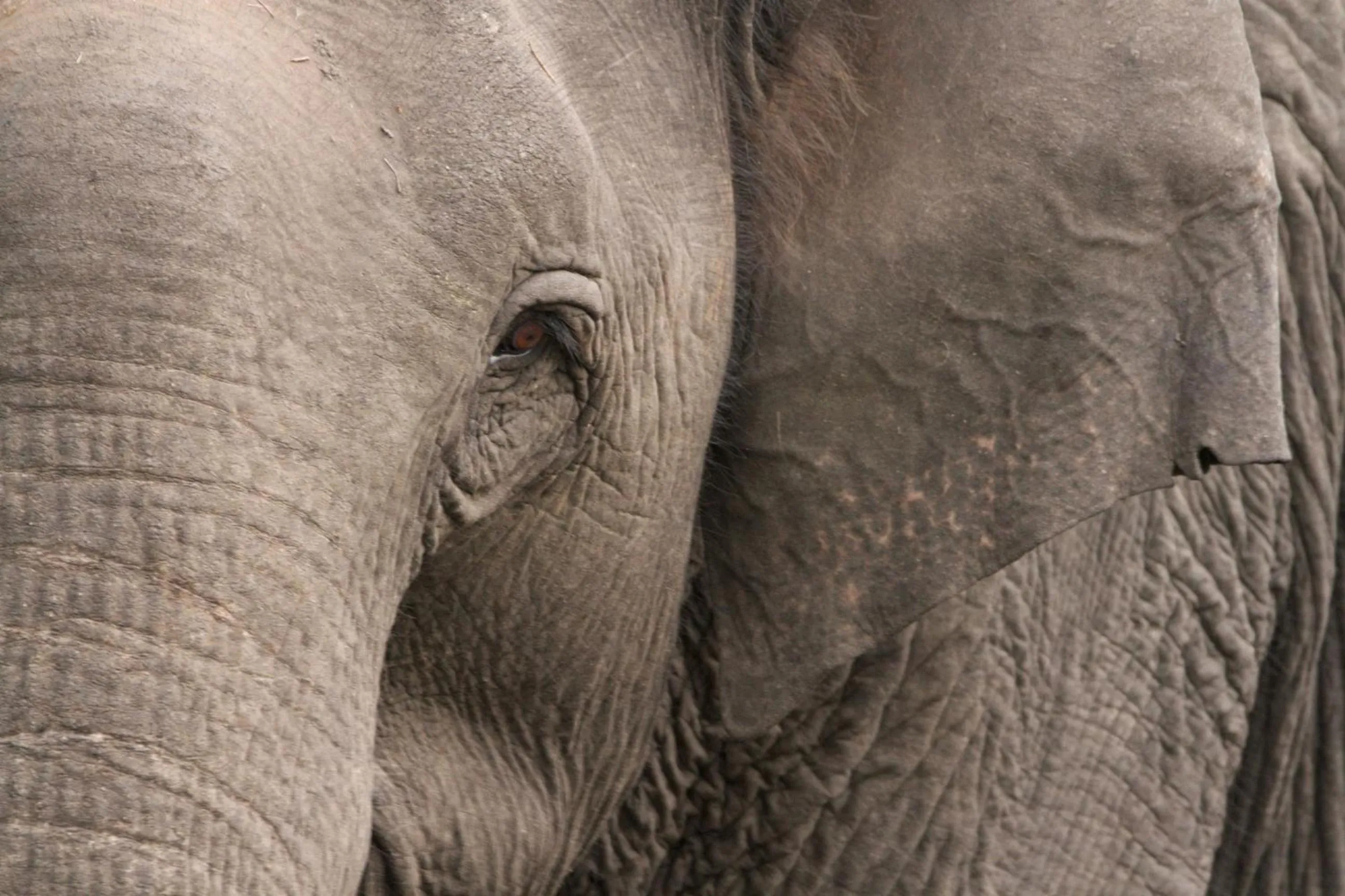 Animals in Pepper Trail