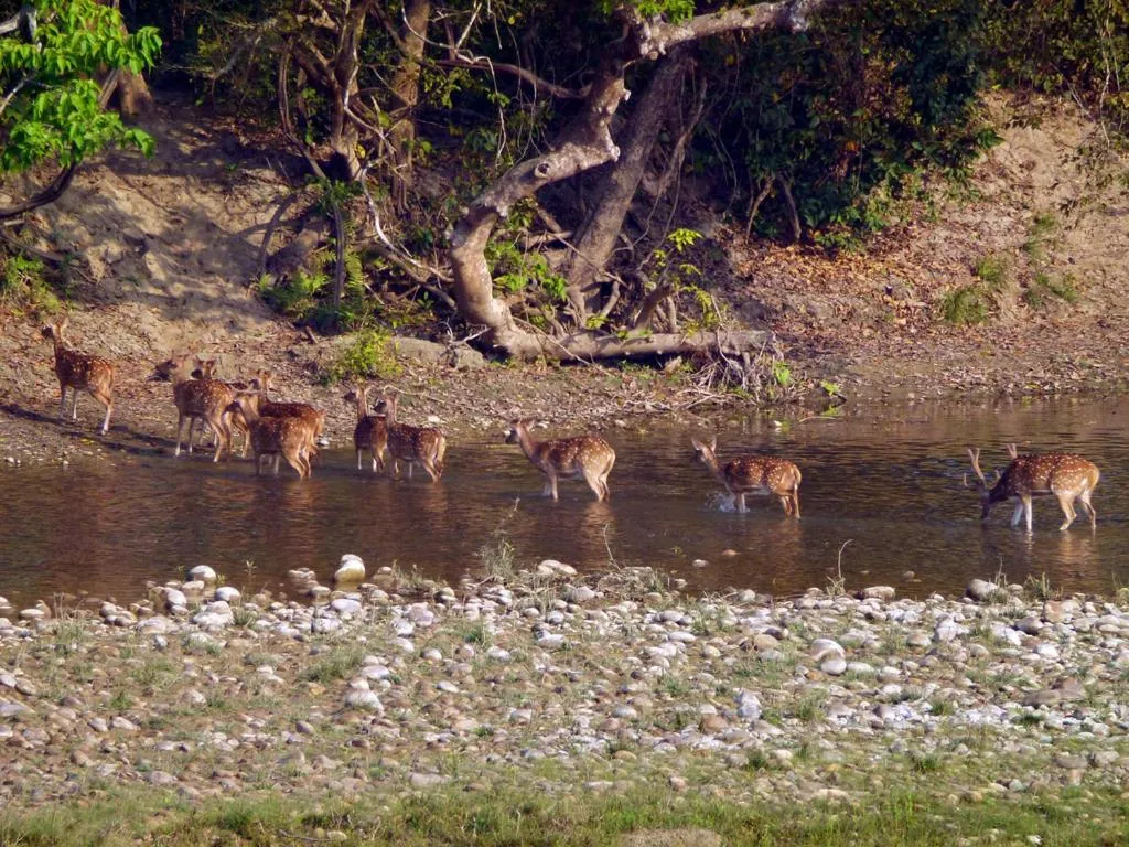 Area and facilities in Bardia Eco Lodge